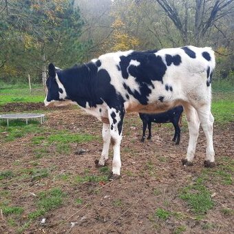 Holštýnska jalovica ( Holštyn)