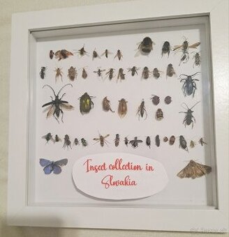 Zbierka chrobákov (hmyz)