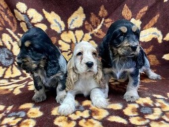 Anglický kokeršpaniel