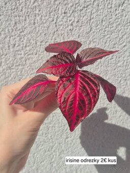 Predám izbové rastliny 2