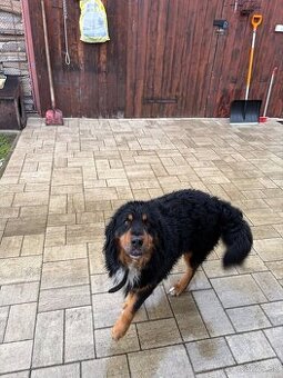 Darujem krizenca bernskeho salasnickeho psa