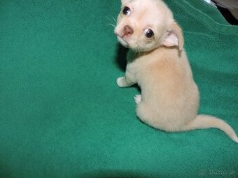 čivava krátkosrstá,fenky