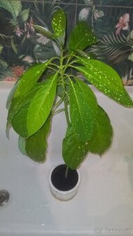 Avokado rastlina 70 cm