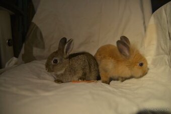 2 malé králičky hľadajú domov