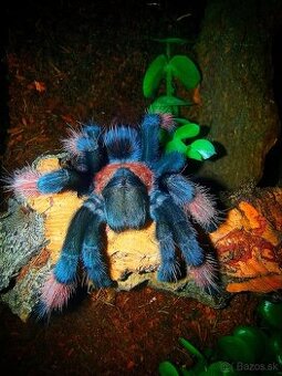 Pavúk, Vtáčkar , Tarantula , Emilia