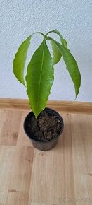 Mangovník-Mangifera indica - 1