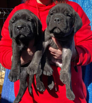 Štěňata Cane Corso s PP