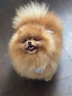 Pomeranian na krytie