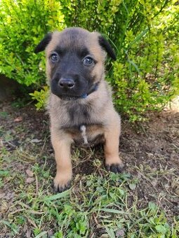 Belgický ovčiak malinois s PP