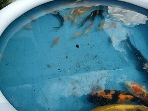 Karas, koi - 1