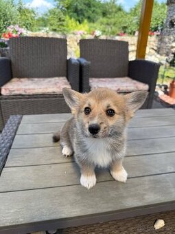 Welsh Corgi