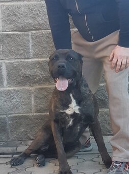 Bandog