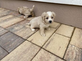 Predam cavapoo