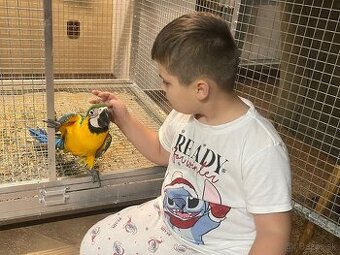 🟡🔵🟡🔵 Ara Ararauna 🟡🔵🟡🔵