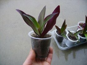 Reo / Tradescantia - izbová rastlina mládniky - 1