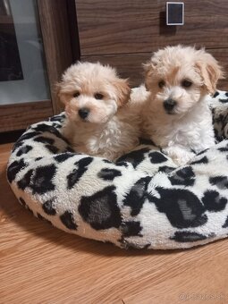 Maltipoo šteniatka.