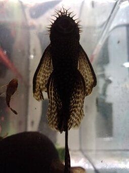 Ancistrus long fin, prísavnik závojnatý.