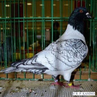 Holuby moravský pštros