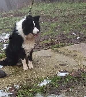 Darujem ročného psa Border Kolie