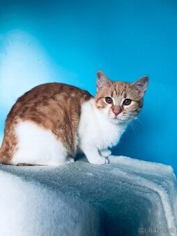 LENKA SI HĽADÁ DOMOV VO VNÚTRI