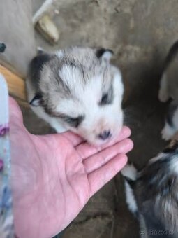 Šteniatka Aljašský malamut