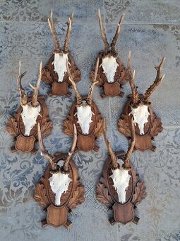 Srnčie trofeje na drevených podložkach,trofeje, parozie