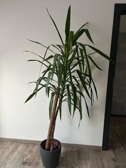 Veľká izbová juka (Yucca) – pekný stav