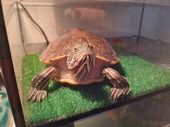 Akvárium s korytnackou