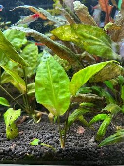 Cryptocoryne pontederiifolia, parva, wendtii, affinis