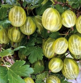 Ovocné sadenice odolné voči chorobám - 1