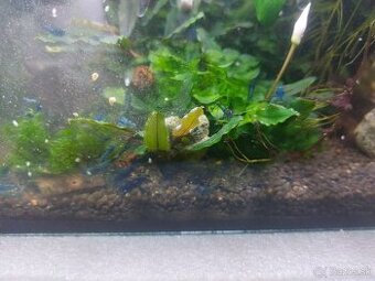 Predam krevetky Neocaridina blue dream.