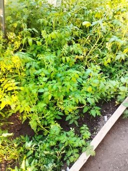 Predám planty (priesady rajčiny)
