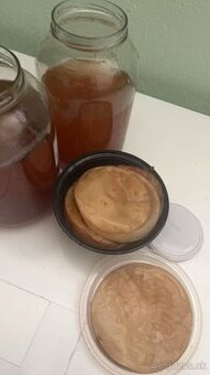 Predám kombucha SCOBY – domáci štartér na výrobu kombuchy
