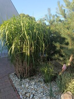 Ozdobnica čínska ´Gigantus´ (Miscanthus sinensis ´Giganteus´