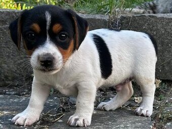 Jack russell teriér
