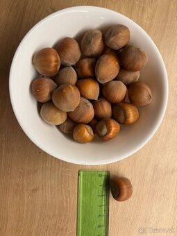 Lieskove orechy velke