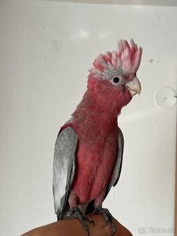 🦜 Predám kakadu ružového