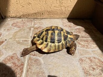 Korytnacka zelenkasta / Testudo hermanni - 1