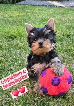 Yorkshire Terrier dievčatko s komplet PP