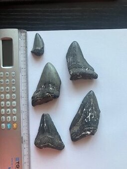 Fosília, skamenelina, Megalodon, zub, žralok - inzerát č.13