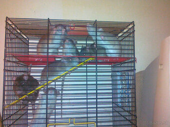 Predám malé potkany.