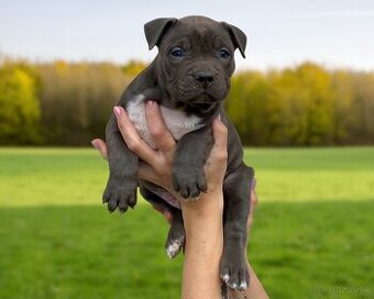 American Bully XL - Exkluzívne spojenie šampiónov