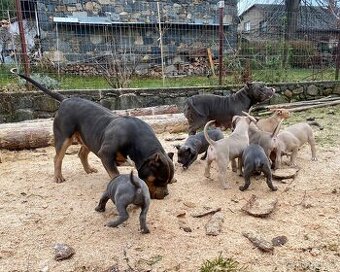 American Bully XL - Šteniatka z rodinného chovu