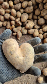 Konzumné zemiaky, na zimné uskladnenie