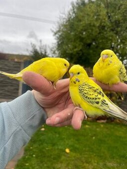 Andulky Maznačikovia krotke