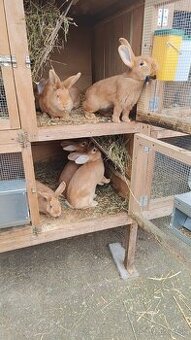 Burgundské králiky – kvalitný chov