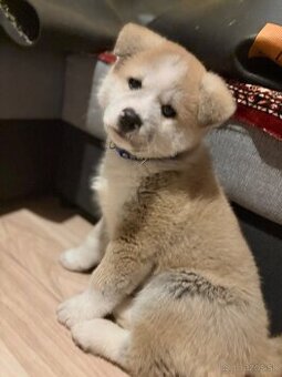 Predam šteniatko Akita inu