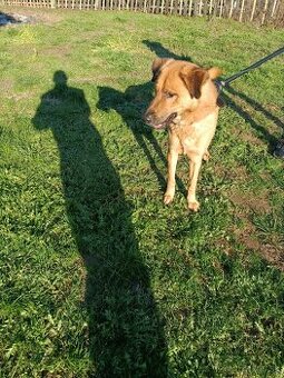 Nemecko-Belgicky ovčiak