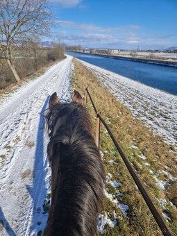 Brigáda v rodinnej stajni
