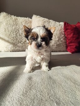 Predám krásne šteniatka Yorkshirsky teriér biewer